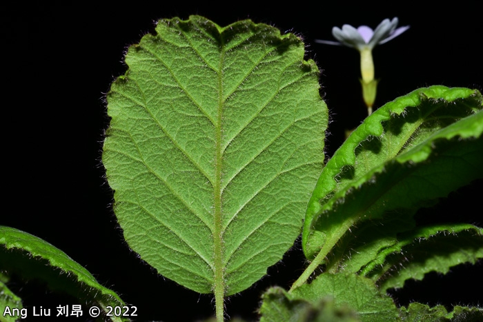 <i>Primula undulifolia </i>