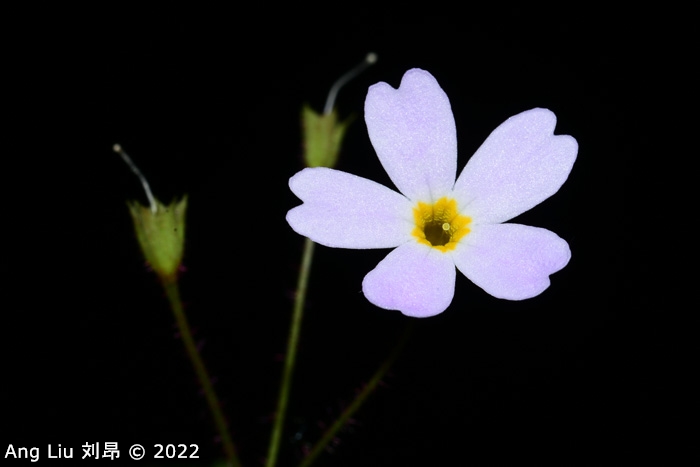 <i>Primula undulifolia </i>