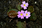 <i>Primula undulifolia </i>