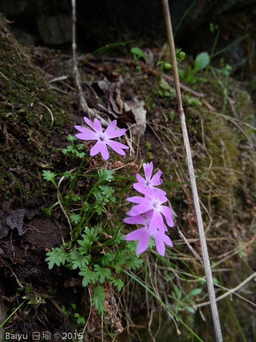 <i>Primula urticifolia </i>