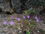 <i>Primula urticifolia </i>