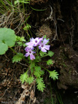 <i>Primula urticifolia </i>