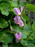 <i>Primula utahensis </i>