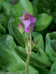 <i>Primula utahensis </i>