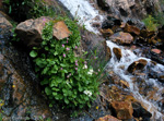 <i>Primula utahensis </i>