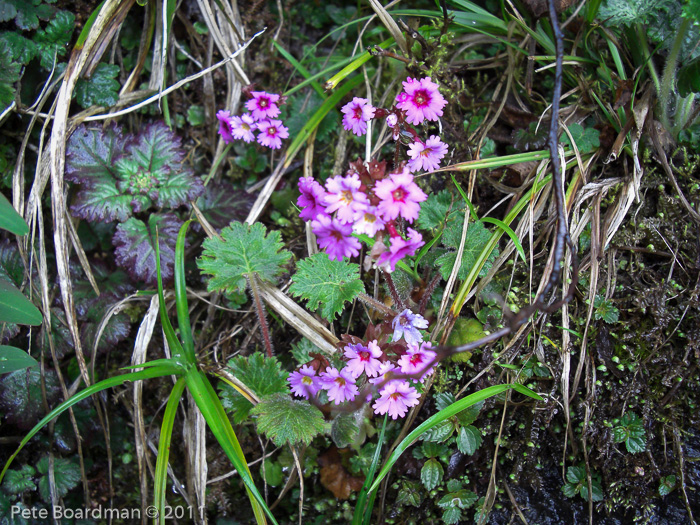 <i>Primula vaginata </i>