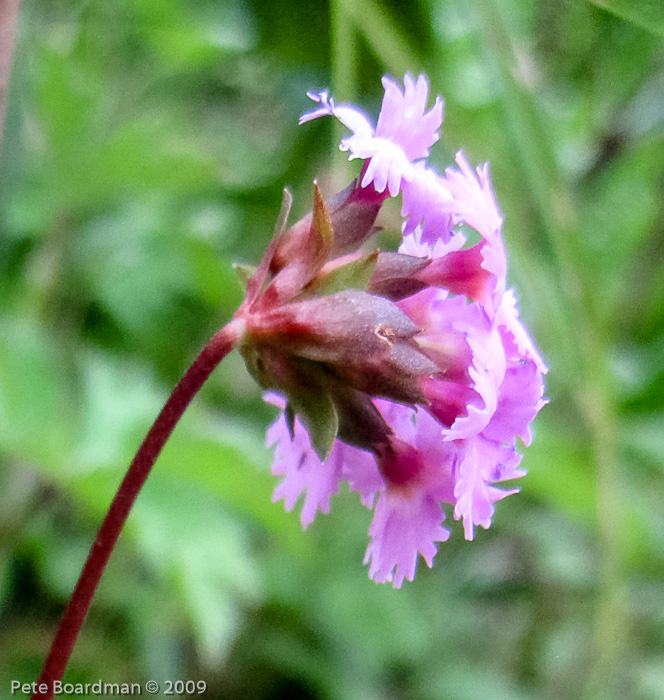 <i>Primula vaginata </i>