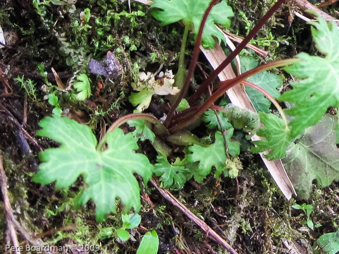 <i>Primula vaginata </i>