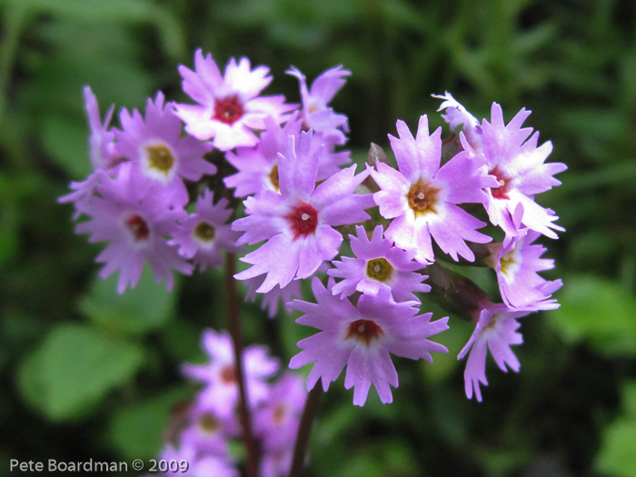 <i>Primula vaginata </i>