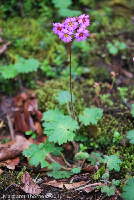 <i>Primula vaginata </i>