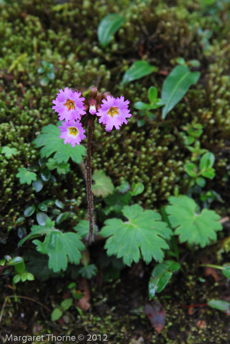 <i>Primula vaginata </i>