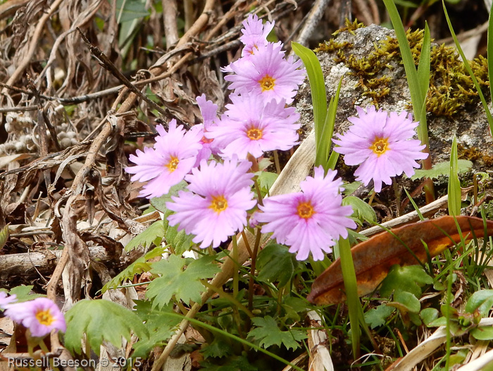 <i> Primula vaginata ssp. eucyclia </i>