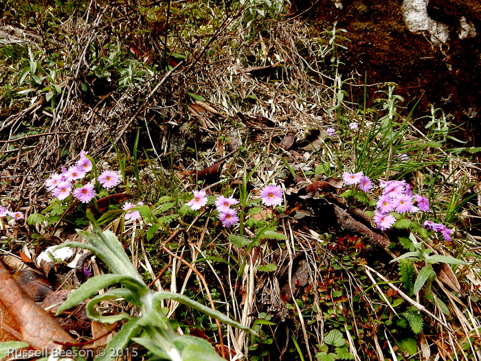 <i> Primula vaginata ssp. eucyclia </i>