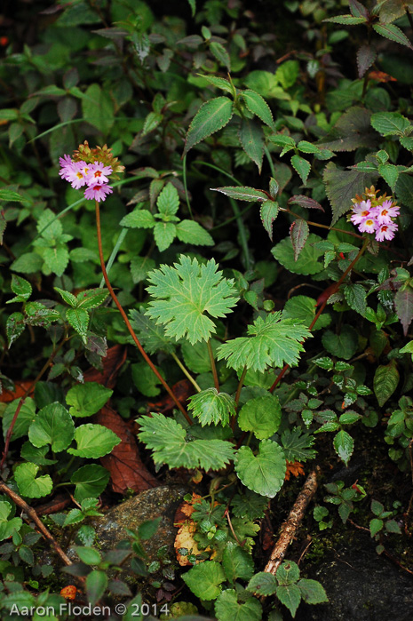 <i>Primula vaginata </i>