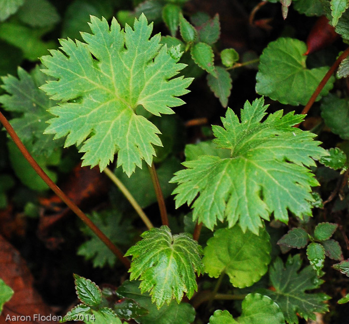 <i>Primula vaginata </i>