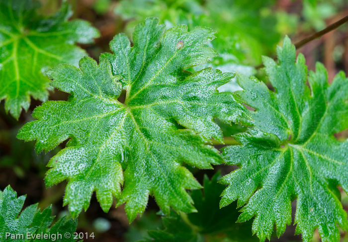 <i>Primula vaginata </i>