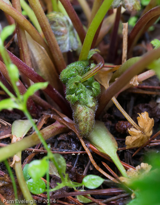 <i>Primula vaginata </i>