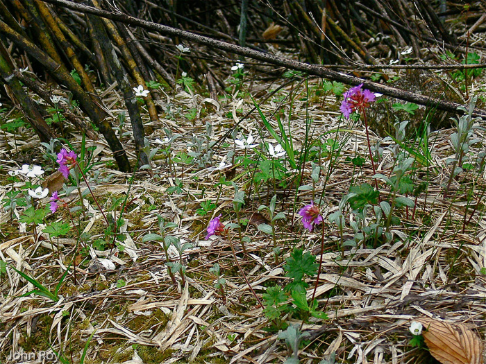 <i>Primula vaginata </i>