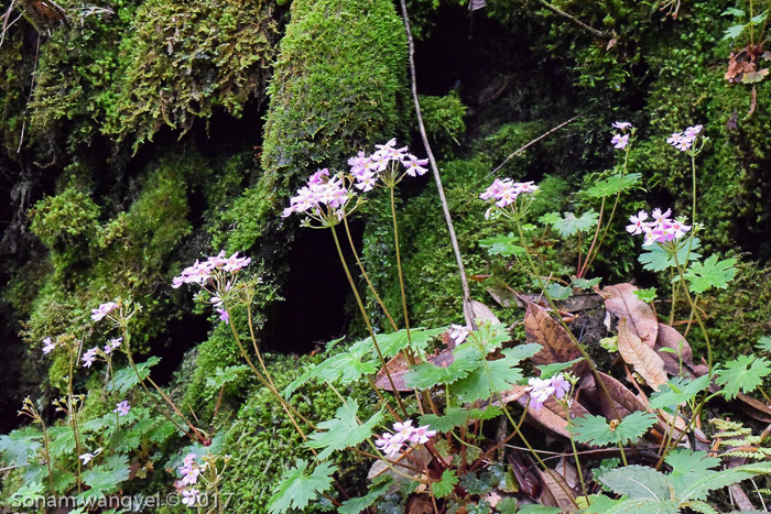 <i>Primula vaginata </i>