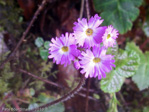 <i>Primula vaginata </i>