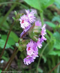 <i>Primula vaginata </i>