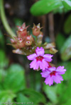 <i>Primula vaginata </i>