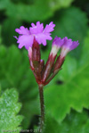 <i>Primula vaginata </i>