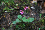 <i>Primula vaginata </i>