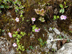 <i> Primula vaginata ssp. eucyclia </i>