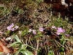 <i> Primula vaginata ssp. eucyclia </i>