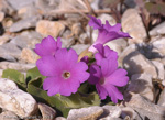 <i>Primula vulcaviensis </i>