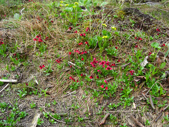 <i>Primula valentiniana </i>