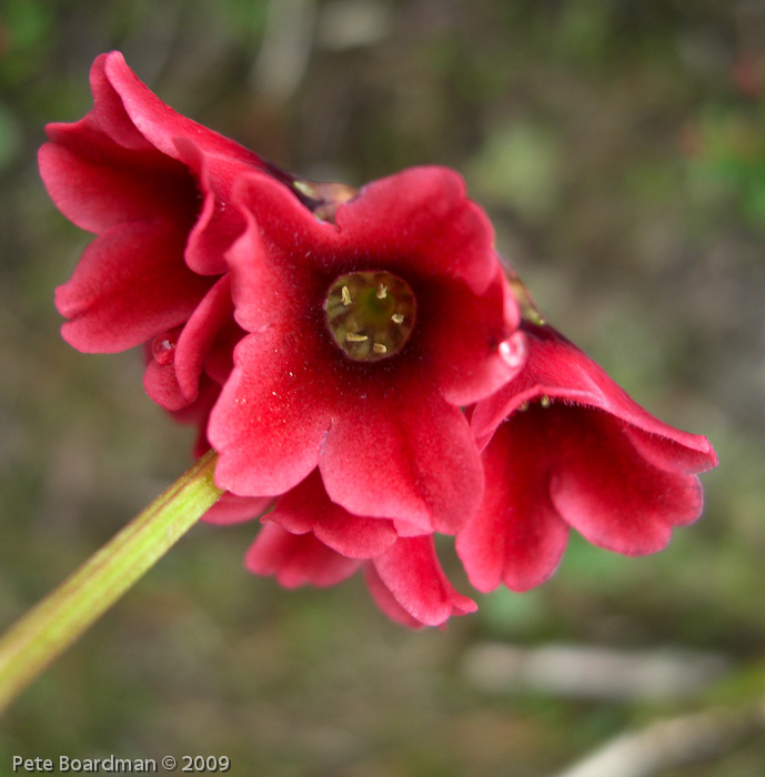 <i>Primula valentiniana </i>