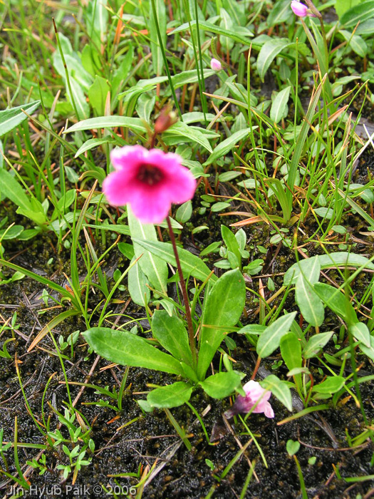 <i>Primula valentiniana </i>