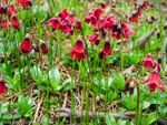 <i>Primula valentiniana </i>