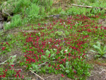 <i>Primula valentiniana </i>