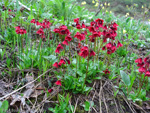 <i>Primula valentiniana </i>