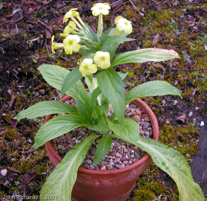 <i>P. edelbergii X P. verticillata </i>