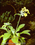 <i>Primula verticillata </i>