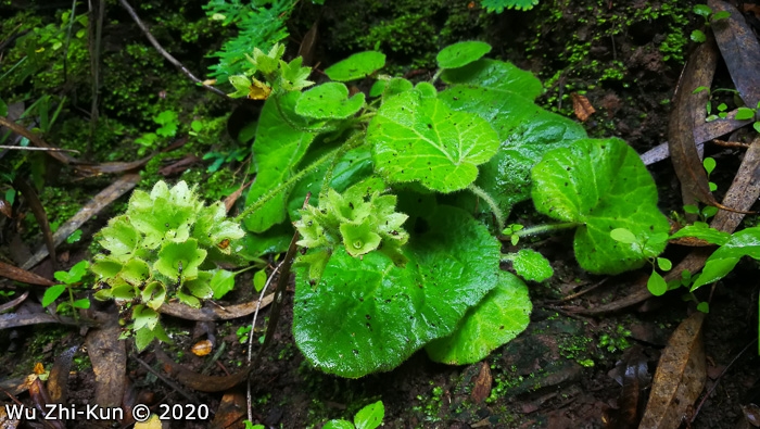 <i>Primula vilmoriniana </i>