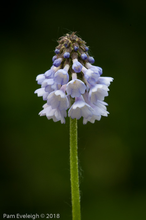 <i>Primula violacea </i>