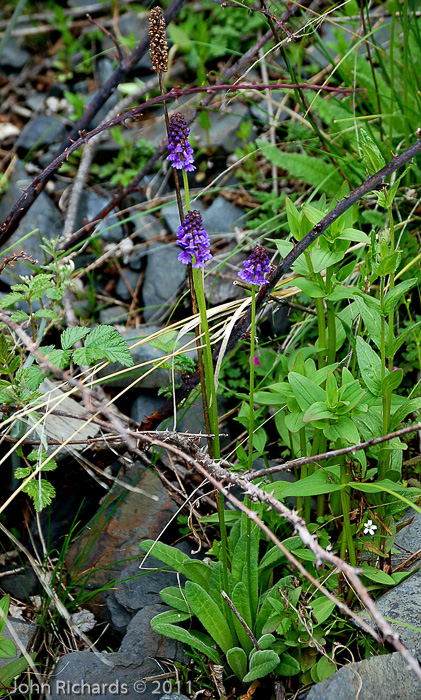 <i>Primula violacea </i>