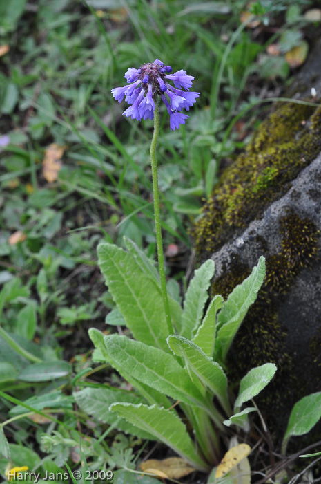 <i>Primula violacea </i>