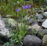 <i>Primula violacea </i>