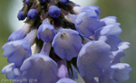<i>Primula violacea </i>