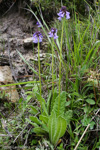 <i>Primula violacea </i>