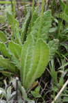 <i>Primula violacea </i>