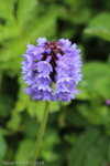 <i>Primula violacea </i>