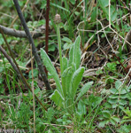 <i>Primula violacea </i>