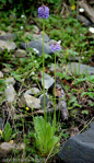 <i>Primula violacea </i>